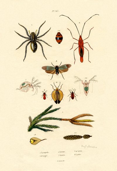 Alpine Clubmoss, 1833-39 od French School